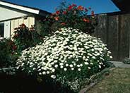 White Lady Marguerite