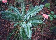 Western Sword Fern, Alaska Fern