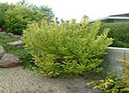 Strawberry Tree, Strawberry Madrone