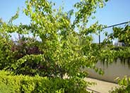 Flowering or Evergreen Pear