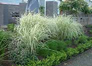 Variegated Japanese Silver Grass