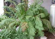 Giant Chain Fern